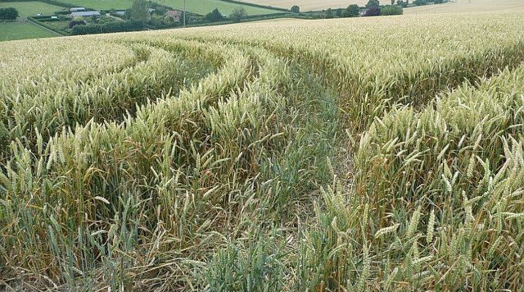 Patterns in the wheat. These are patterns simply caused by the tractor turning at the end of the row, not part of a crop "circle".