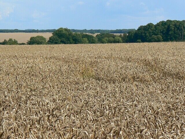 Wheat, near Shefford Woodlands A mature wheat crop lies waiting for the arrival before the end of the month of the combine harvester. Viewed from the access road to Fisher's Farm.