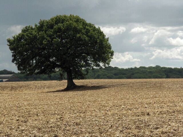 Tree and farmland next to Peak's Copse. To the left of the picture can be seen one of the barns at Fairchild's Farm.