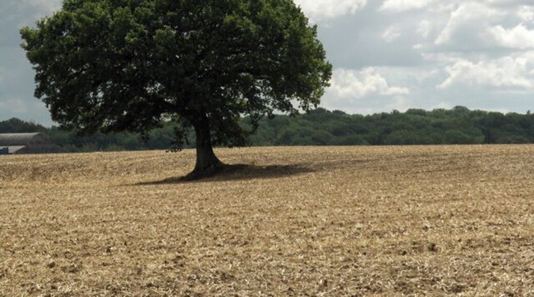 Tree and farmland next to Peak's Copse. To the left of the picture can be seen one of the barns at Fairchild's Farm.