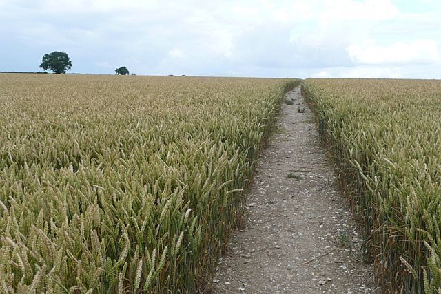 Footpath through the wheat. According to the GPS the path seems to be north of the official line, but this is the one that has been cleared. Perhaps this is the farmer making an arbitrary line about where the path goes, unless there are more sinister factors in play.