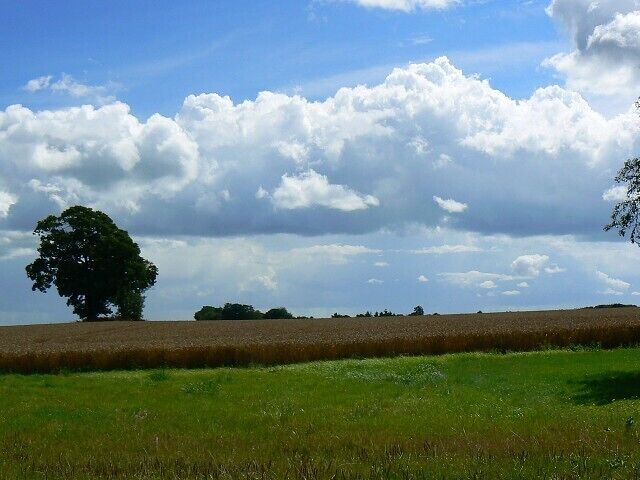 Near Fisher's Farm, Shefford Woodlands The area is quite extensively used for cereal crops, in this case wheat. The tree is at SU361738.