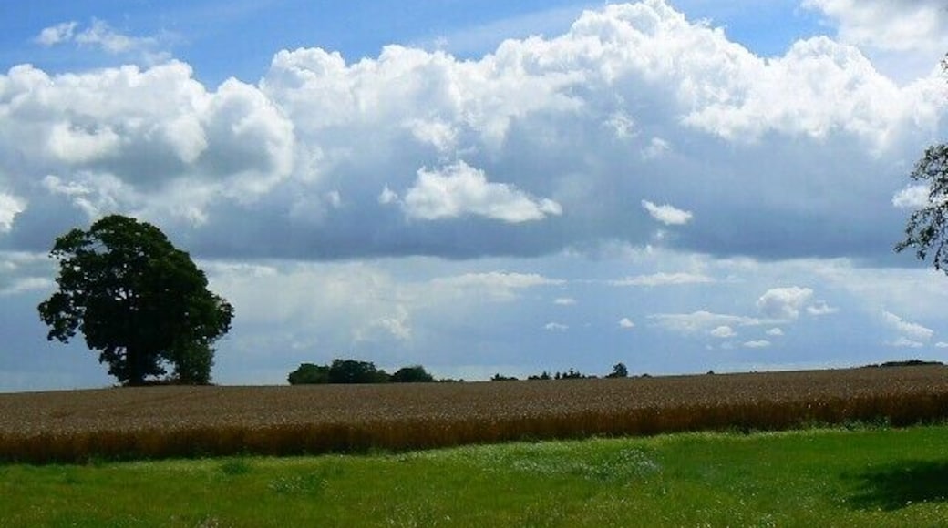 Near Fisher's Farm, Shefford Woodlands The area is quite extensively used for cereal crops, in this case wheat. The tree is at SU361738.