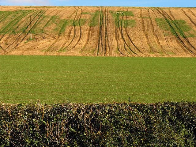 Patterned Farmland near Great Shefford. A stubble field in the distance showing a mix of regular straight tramlines (used by tractors/sprayers for fertiliser/pesticide application while the crop was growing) and several winding tracks (left by combine/tractors/trailers at harvest). – The square is all farmland. These interesting lines of differing vegetation and crops and lines made an interesting landscape for the entire section along the road to Great Shefford, in this square.
