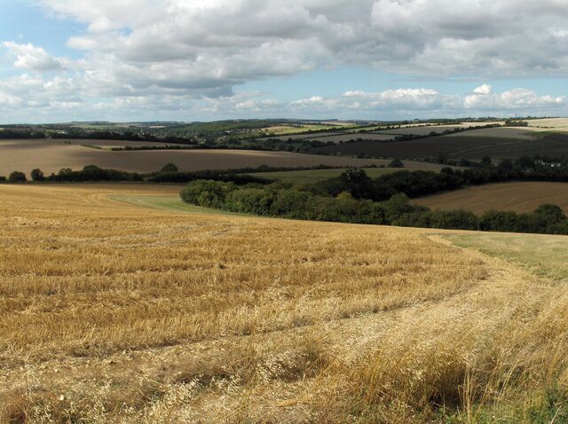 Above Eastbury. Looking down on the western end of Clapper Border (copse).