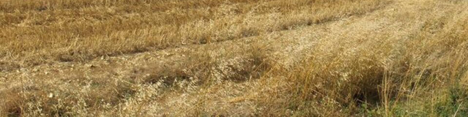Above Eastbury. Looking down on the western end of Clapper Border (copse).