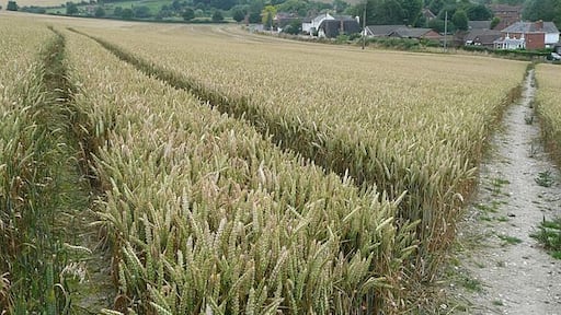 Descent to Great Shefford. A footpath descends to the village. The tractor lines indicate that the crop was planted at right angles to the slope of the hill so the path must have been cleared at the time of planting.