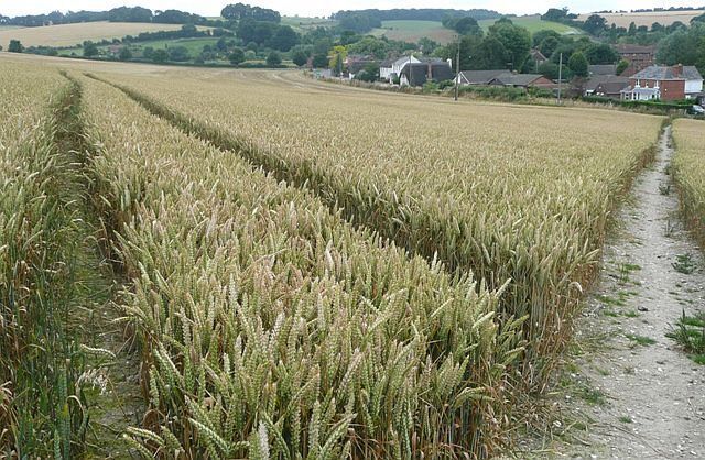 A wheat field with a dirt path and houses in the background.