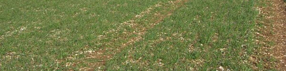 Farmland on the downs near Lambourn Looking past the copse on Bint's Bank to the stables of Upper Lambourn.