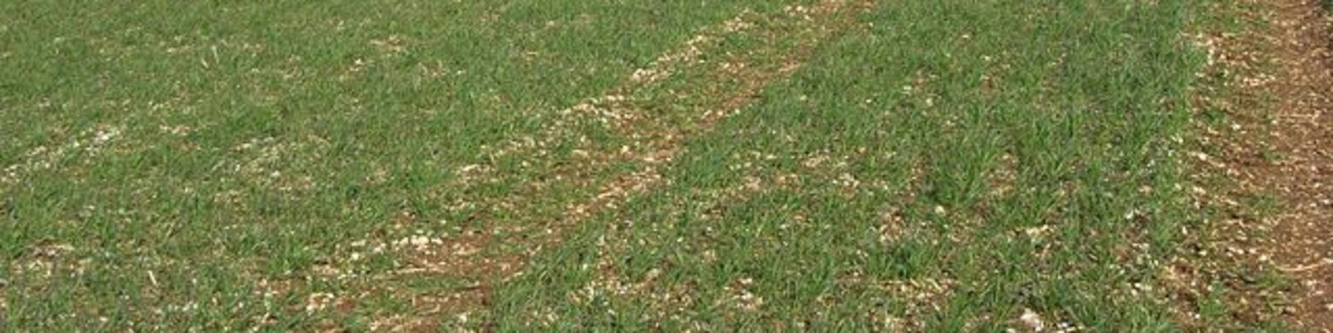 Farmland on the downs near Lambourn Looking past the copse on Bint's Bank to the stables of Upper Lambourn.