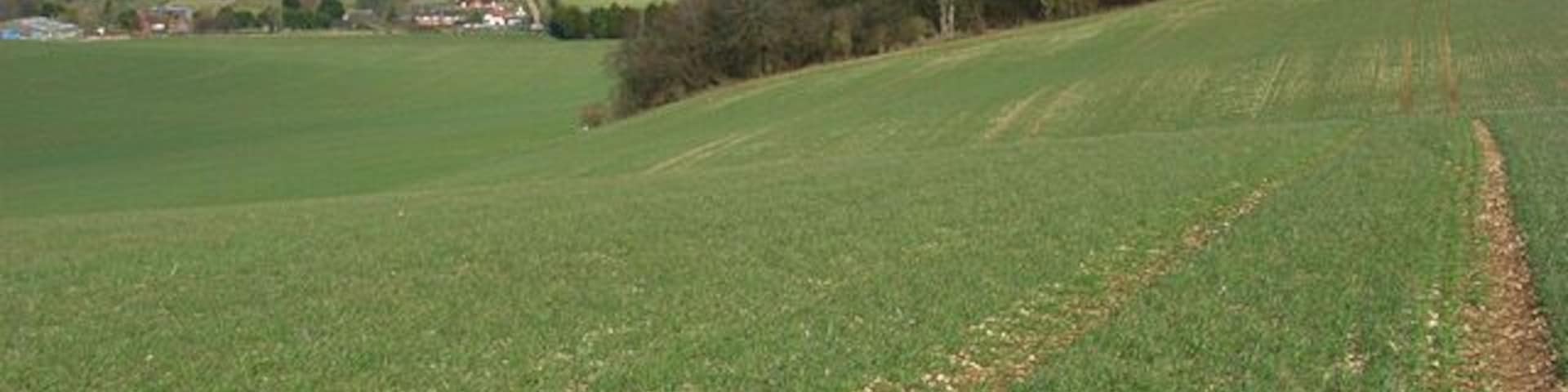 Farmland on the downs near Lambourn Looking past the copse on Bint's Bank to the stables of Upper Lambourn.