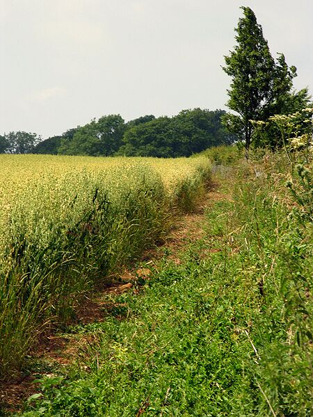 Farmland near Shefford Woodlands. This square is mostly farmland, with the A338 and the B4000 passing through. There are a few residences and a pub at the intersection. This view is of farmland in the north western section of the square, to the west of the B4000, looking more or less along the line of the road. The crop appeared to be barley.