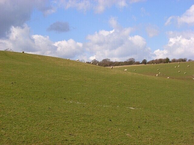 Downland, Combe Rolling pasture in the upper part of the valley between Combe and Pilot Hills.