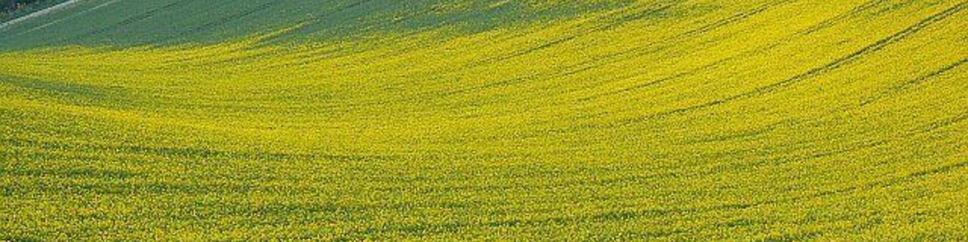 Oilseed rape, near Upper Green The crop is almost in full bloom, but not quite yet. Another week probably and the display will be at its most magnificent.