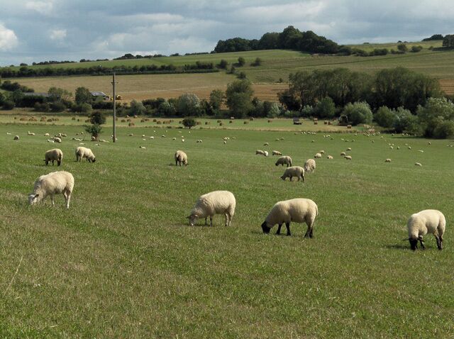 Pasture, Eastbury. Looking across the Lambourn Valley to Gold Hill.