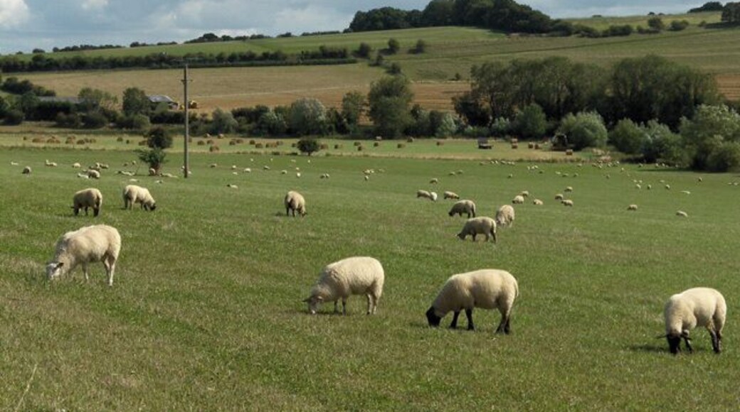 Pasture, Eastbury. Looking across the Lambourn Valley to Gold Hill.