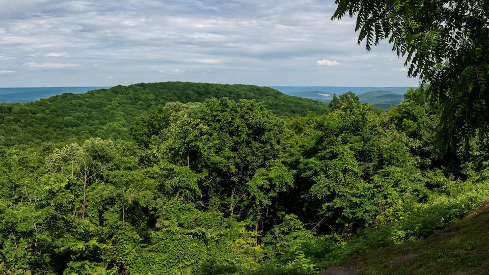 A dense forest with rolling hills and a distant view of a coastline.
