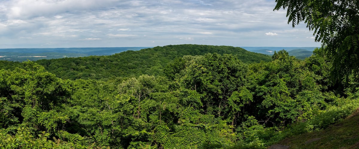 A dense forest with rolling hills and a distant view of a coastline.