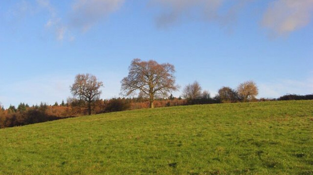 Pasture, Knowl Hill Looking up to Ashley Hill Forest from just off the Warren Row Road.