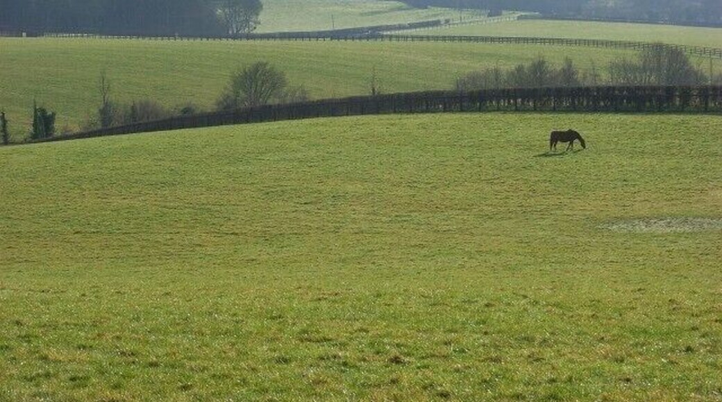Horse grazing, Hurley Just below Juddmonte Farm North. The wooded slopes of Ashley Hill are in the background.