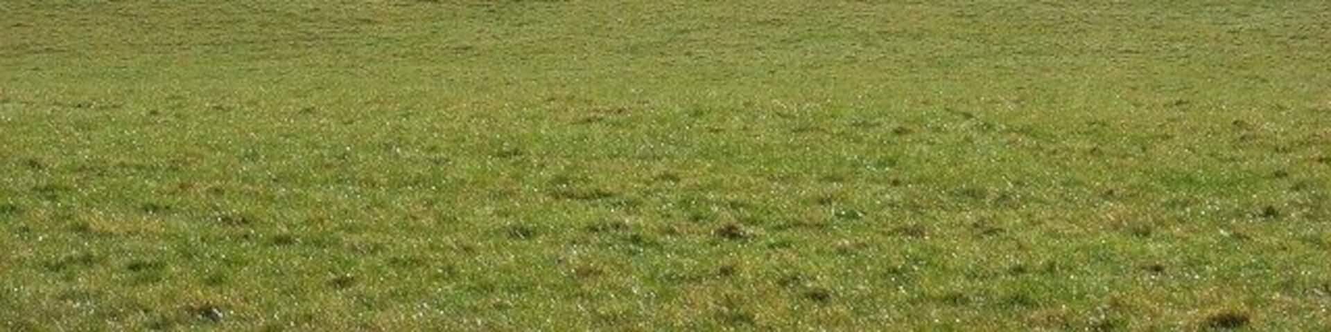Horse grazing, Hurley Just below Juddmonte Farm North. The wooded slopes of Ashley Hill are in the background.