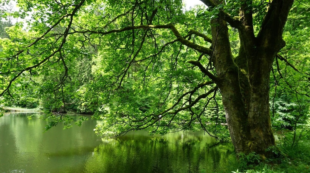Knöpfelstaler Teich at the UNESCO biosphere reserve Thuringian forest.