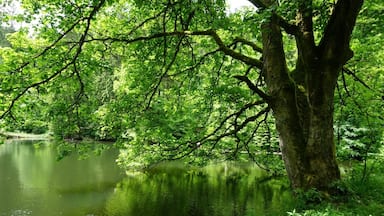 Knöpfelstaler Teich at the UNESCO biosphere reserve Thuringian forest.
