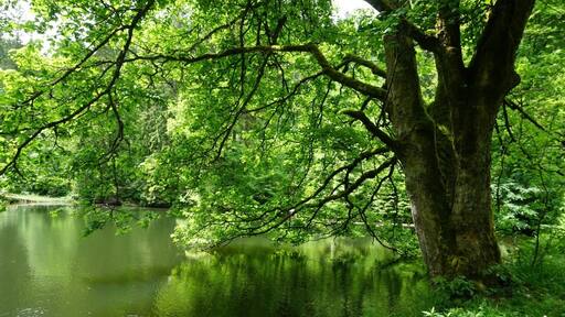 Knöpfelstaler Teich at the UNESCO biosphere reserve Thuringian forest.
