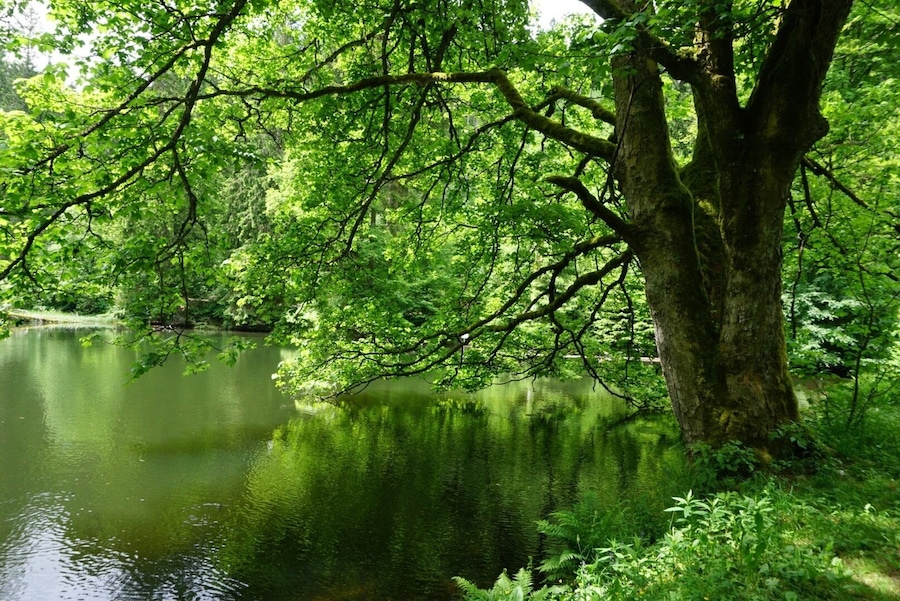 Knöpfelstaler Teich at the UNESCO biosphere reserve Thuringian forest.
