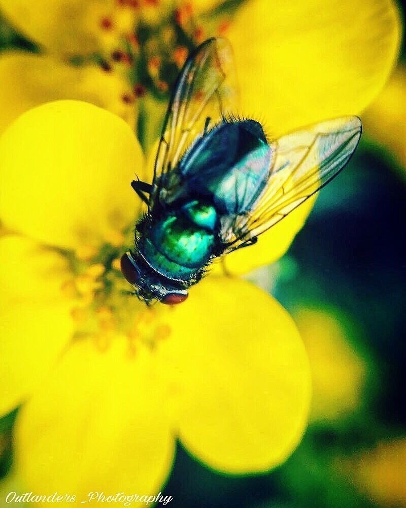 Follow me on instagram: outlanders-Photography

