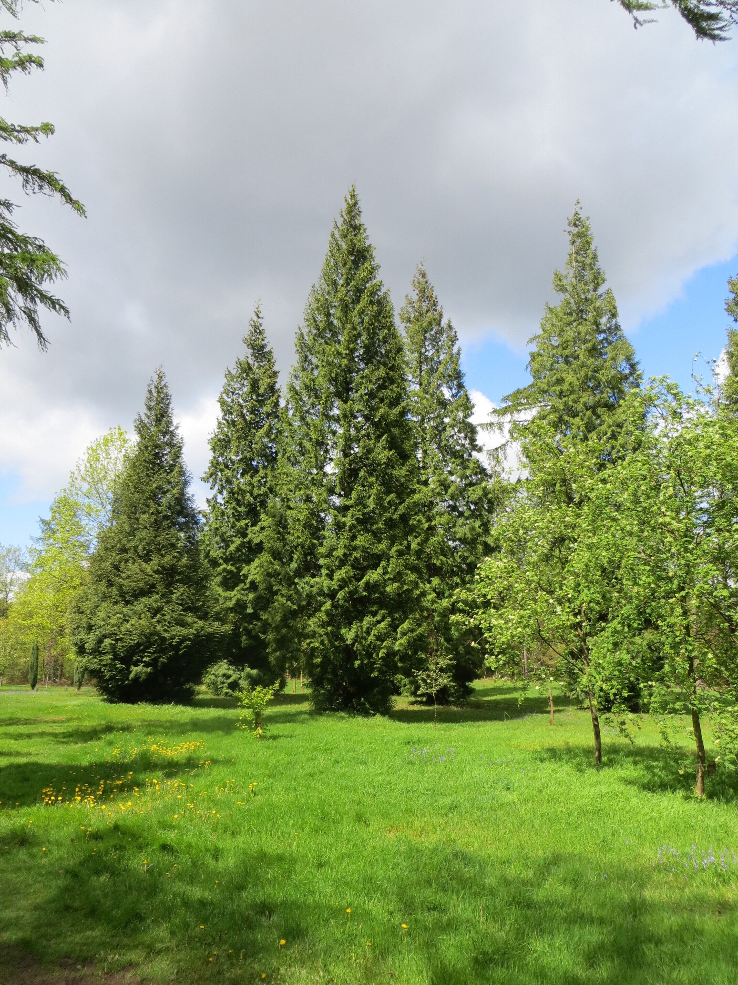 Wyre Forest Arboretum - May 2012