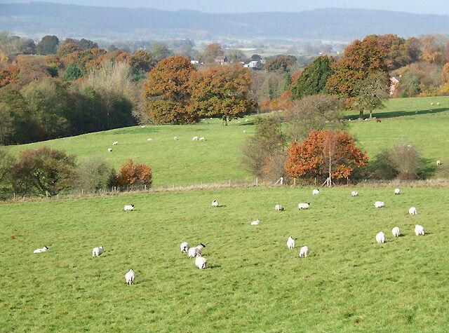 A green field with grazing sheep and autumn-colored trees in the background.