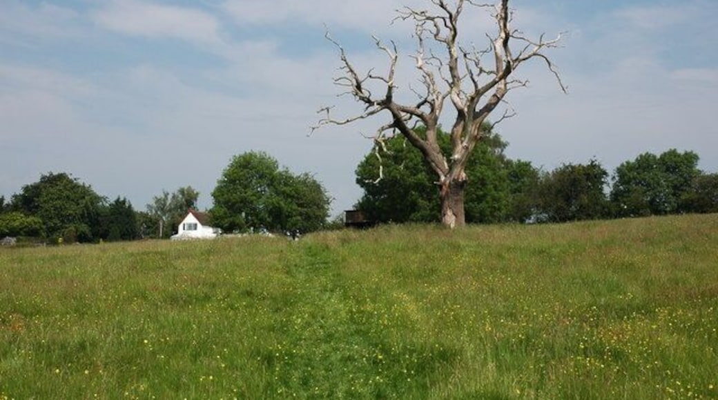 Dead tree at Mamble A dead oak tree in a field to the south of the village of Mamble.
