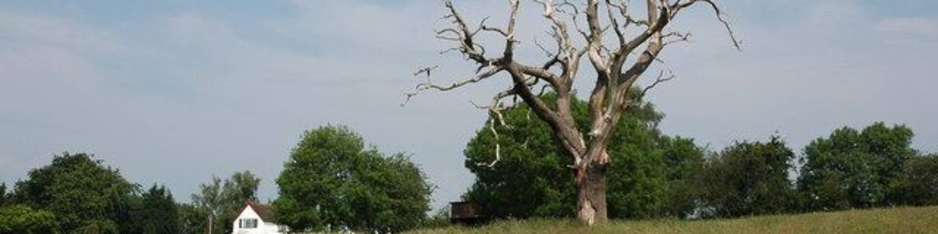 Dead tree at Mamble A dead oak tree in a field to the south of the village of Mamble.
