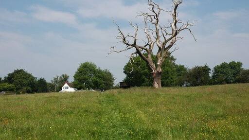 Dead tree at Mamble A dead oak tree in a field to the south of the village of Mamble.