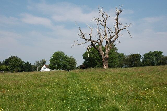 A leafless tree in a grassy field with a white building in the background.