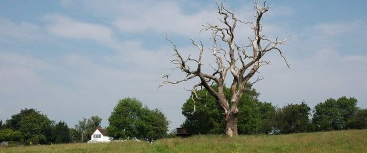 A leafless tree in a grassy field with a white building in the background.
