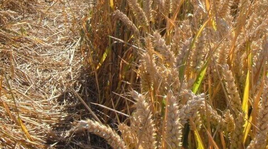 Path through the wheatfield at Bayton. Late afternoon (5:25 pm) and still around 30 degrees. This path leads from near the church at Bayton to join the lane to Mayberries Farm, although it's no longer shown as a right of way.