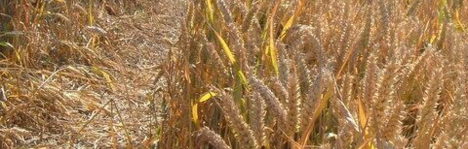 Path through the wheatfield at Bayton. Late afternoon (5:25 pm) and still around 30 degrees. This path leads from near the church at Bayton to join the lane to Mayberries Farm, although it's no longer shown as a right of way.