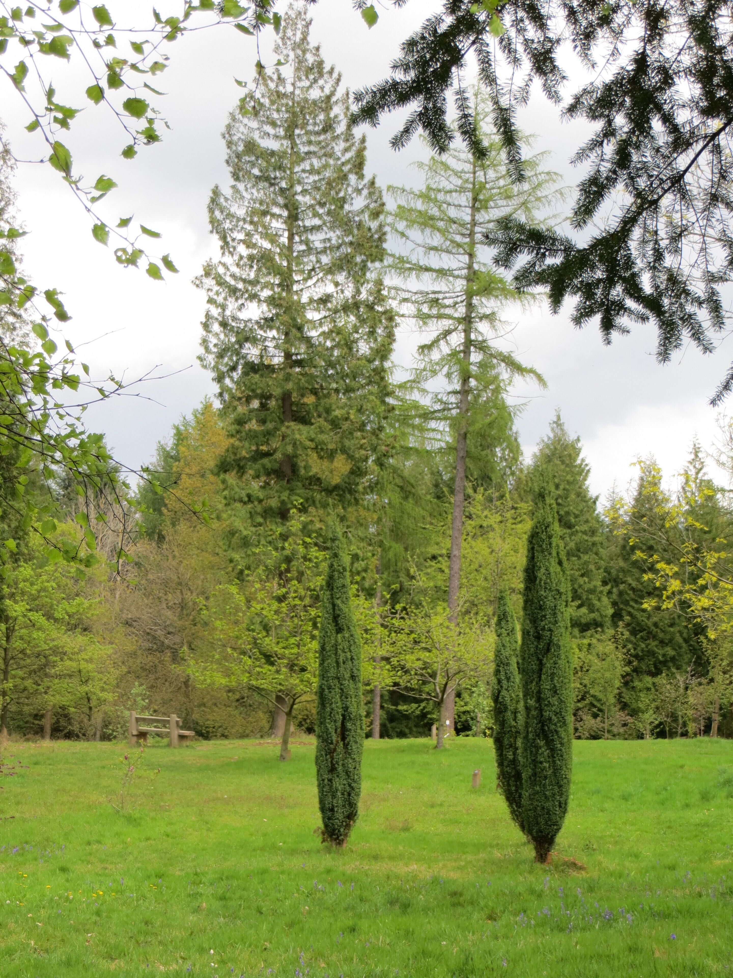 Wyre Forest Arboretum - May 2012