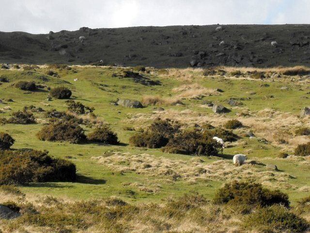 Sheep on Clee Hill Grazing beside the unfenced A4117.