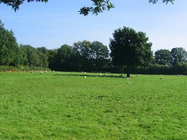 Field, Hill Houses. Much of SO6379 has been won from the heath as farmland. Probably not the most productive of farmland, but good enough grazing for this flock of sheep. Seem to have attracted attention when lining up this shot from a roadside gate. A car stopped and the driver stared silently. A common occurrence when out, I have noticed folk in rural areas are very suspicious now. The tabloid propaganda is working well.