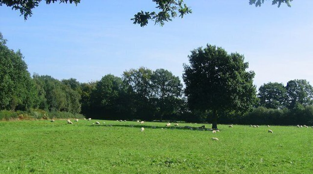 Field, Hill Houses. Much of SO6379 has been won from the heath as farmland. Probably not the most productive of farmland, but good enough grazing for this flock of sheep. Seem to have attracted attention when lining up this shot from a roadside gate. A car stopped and the driver stared silently. A common occurrence when out, I have noticed folk in rural areas are very suspicious now. The tabloid propaganda is working well.