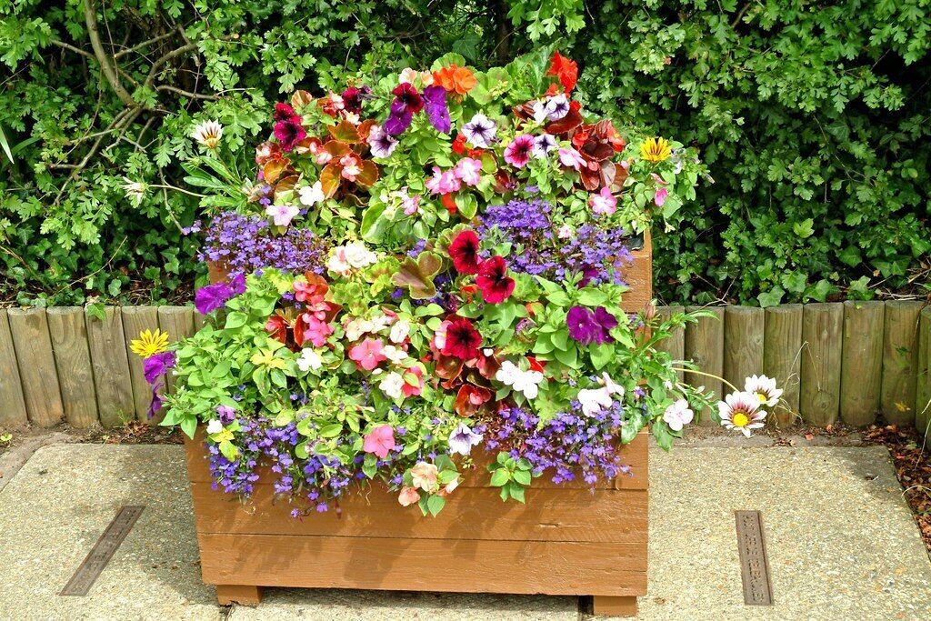 Flower trough, Worcester Road, Hartlebury Making its contribution to the pleasant ambience of the attractive village of Hartlebury is this roadside display of flowers in Worcester Road near the junction with Inn Lane.