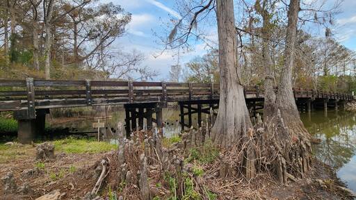 Hayes, Calcasieu Parish, Louisiana - Nov 25, 2023: A scenic landscape view of the Lorrain Bridge over swamp water in the Lacassine Bayou in Hayes, Louisiana.