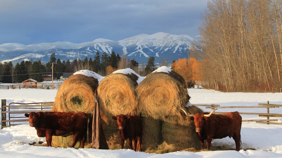 Whitefish showing snow, farmland and land animals