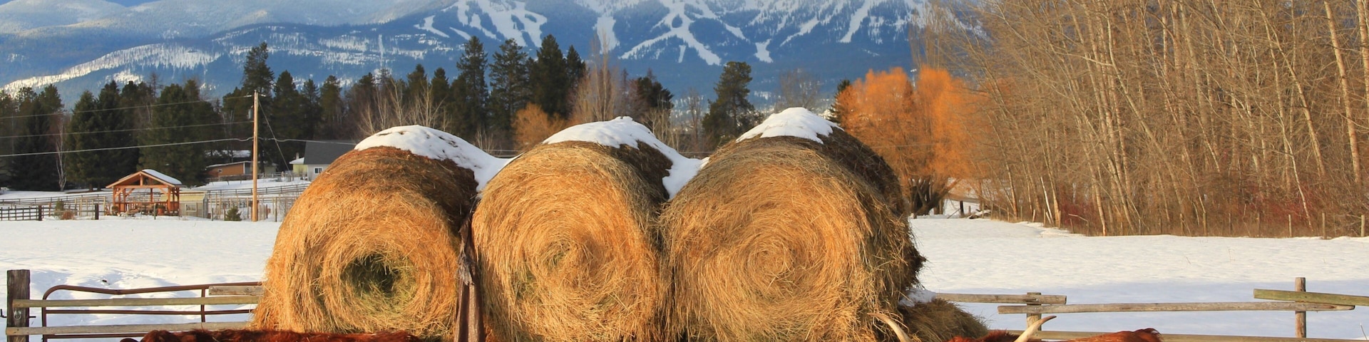 Whitefish which includes land animals, farmland and snow