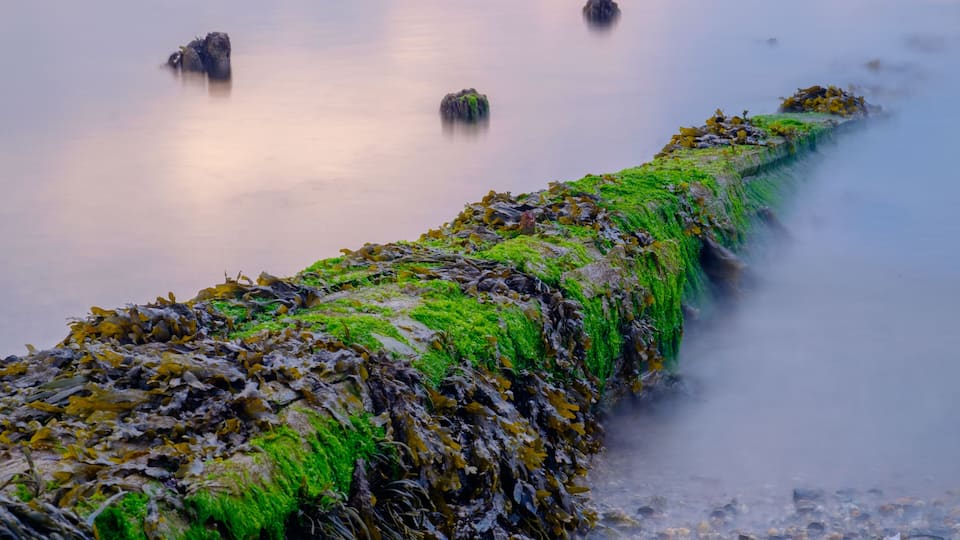 A seaweed-covered stone structure extending into calm water, with small rocks and a misty atmosphere.