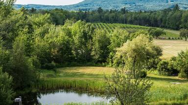 Landscape view of a Vineyard in Lincolnville Maine