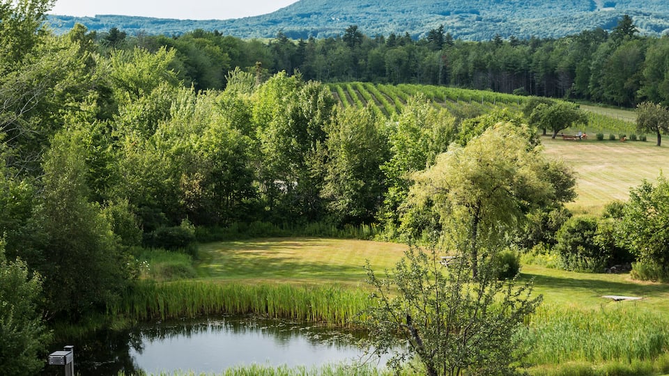 A lush vineyard with rows of grapevines, a small pond, and a picnic area in a hilly landscape.